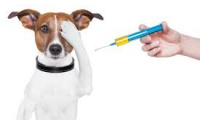 Kutyaoltás - vakcinácia psou 1